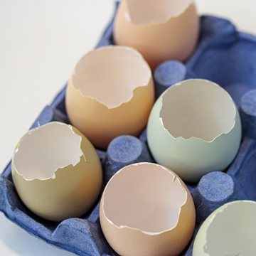 Häll ur ägg